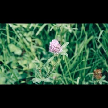 Smany - sounds