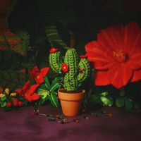 Summer Salt - Christmas Cactus