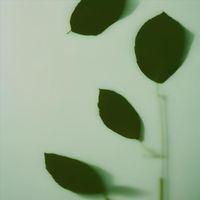 Mial - Desapego