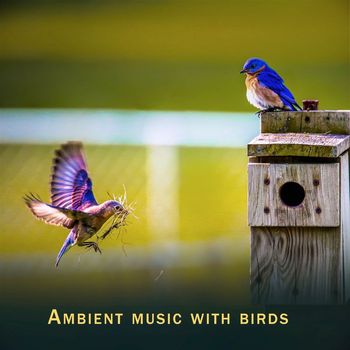Rony - Ambient Music with Birds