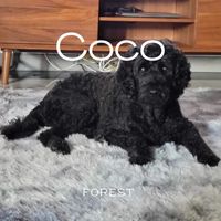 Forest - Coco