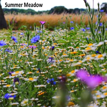 Whistles - Summer Meadow