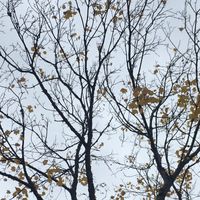 Fiona Brice - As the Leaves Fall
