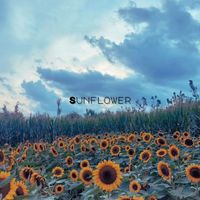 Vincenzo Crimaco - Sunflower