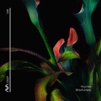 Nucrise - Blissfulness