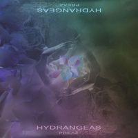 PREAZ - Hydrangeas