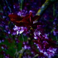 Variéras - Insomnia