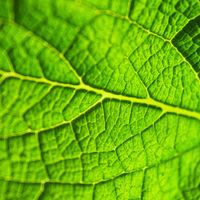 Chlorophyll - Pain Relief (174 Hz)