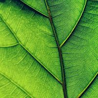 Chlorophyll - Emerald Eyes