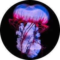 Norberto Lusso - Singer of Souls