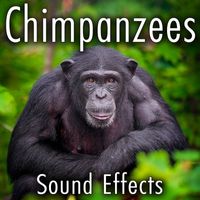 Sound Ideas - Chimpanzees Sound Effects