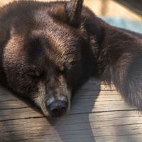 Fergus - Lazy Bear's Naps