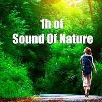 Orquesta Club Miranda - 1h of Sound Of Nature