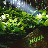 Nova - Evergreen