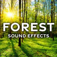 Sound Ideas - Forest Sound Effects