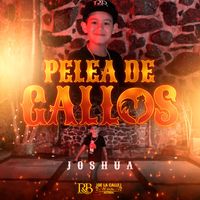 Joshua - Pelea De Gallos