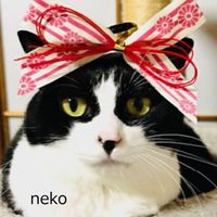 Everyday Sunday - Neko