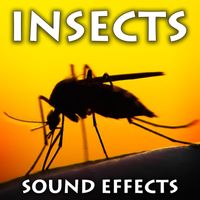 Sound Ideas - Insects Sound Effects