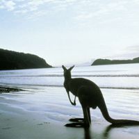 Kangaroo - Kangaroo (Explicit)
