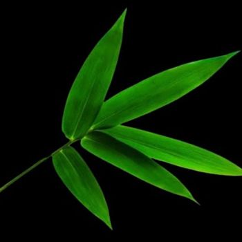 Shyda - Meski (Explicit)