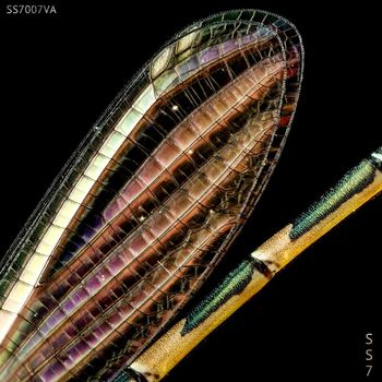 Various Artists - SS7.007VA