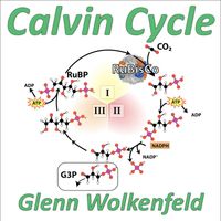 Glenn Wolkenfeld - Calvin Cycle