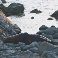 Tashi - Dentro lo scheletro della balena