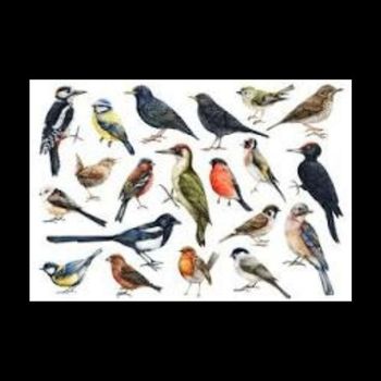 Michael Manning - Bird