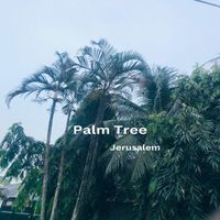 Jerusalem - Palm Tree