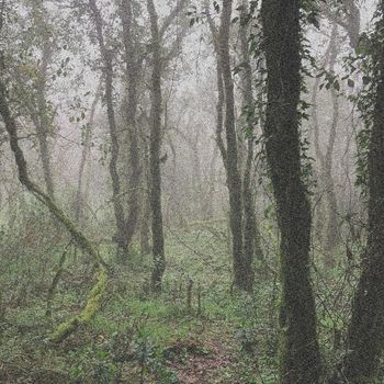 Orbe - El Bosque de la Niebla