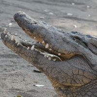 Ocular - A Croc's Smile