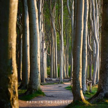 PAD - path in the forest
