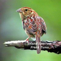 Frank Tuma - Island Sparrow