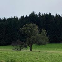 Alva - Apple Tree (Aurora) (Acoustic)