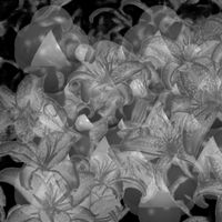 Dean - Lithium lilies