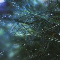 Chlorophyll - Spirit of Life