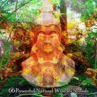 Forest Sounds - 66 Powerful Natural Wonder Sounds
