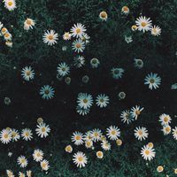 Miilano - field of daisies