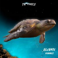GOMMEZ - Elevate