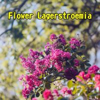 Huckleberry Aragorn - Flower Lagerstroemia