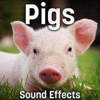 Sound Ideas - Pigs Sound Effects