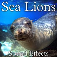 Sound Ideas - Sea Lions Sound Effects