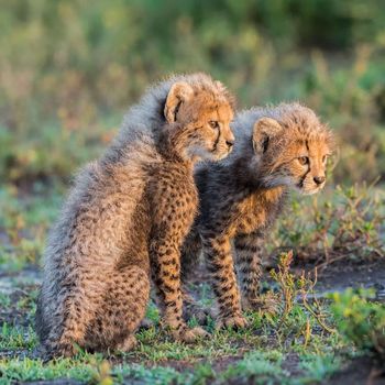 Gecko - Baby Cheetahs
