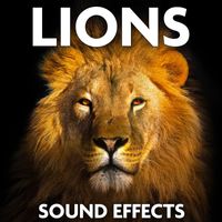 Sound Ideas - Lions Sound Effects