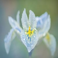 David Peterson - Say You Will