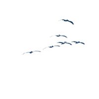 Tashi - Ad asciugare