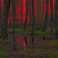 Black Eagle - Red Forest