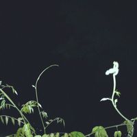 Fla.Mingo - Fff