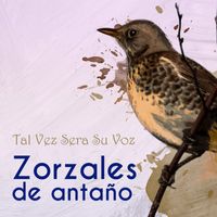 Aníbal Troilo - Zorzales de Antaño… Tal Vez Sera Su Voz