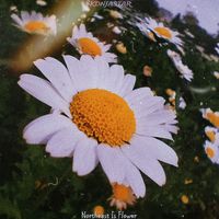 Skdnjastar - Northeast Is Flower